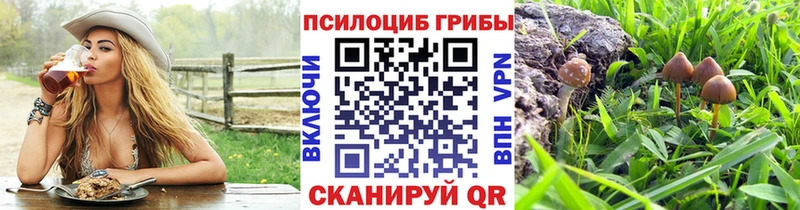 дарк нет какой сайт  Камышлов  Псилоцибиновые грибы Psilocybe 
